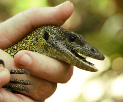 Varanus tsukamotoi