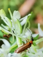 Rhagonycha nigriceps