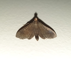 Almonia