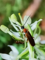 Rhagonycha nigriceps