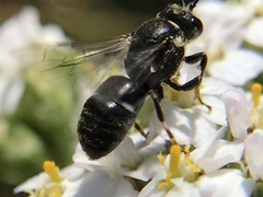 Hylaeus signatus
