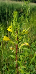 Oenothera rubricaulis