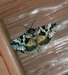 Syngrapha rectangula