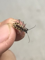 Ellipsoptera cuprascens