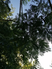 Leucaena macrophylla