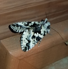 Syngrapha rectangula