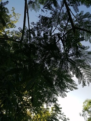Leucaena macrophylla