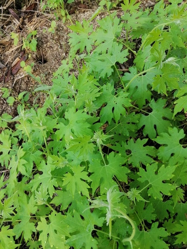 Gronovia scandens (Gronovia scandens)