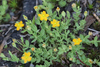 Bog St. John's-Wort - Photo (c) Noah Strycker, some rights reserved (CC BY-NC), uploaded by Noah Strycker