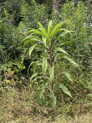 Echium pininana