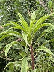 Echium pininana