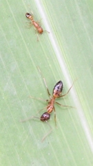 Camponotus irritans