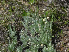 Antennaria lanata
