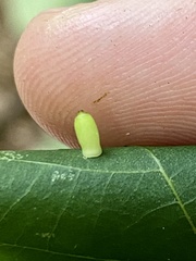 Caryomyia urnula