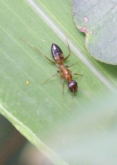 Camponotus irritans