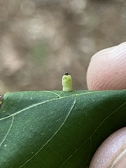 Caryomyia urnula