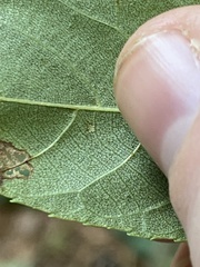 Caryomyia urnula