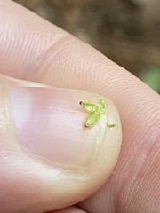 Caryomyia urnula