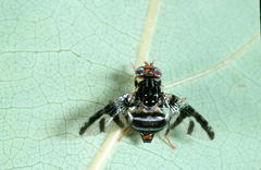 Ceratitis pennitibialis