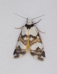 Thallarcha albicollis