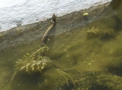 Thamnophis melanogaster