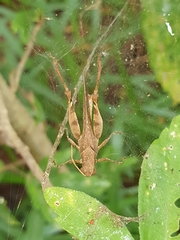 Acrididae