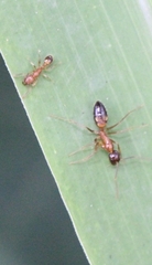 Camponotus irritans