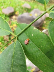 Podontia affinis