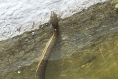 Thamnophis melanogaster