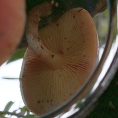 Gymnopilus allantopus