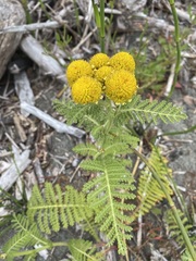Tanacetum bipinnatum