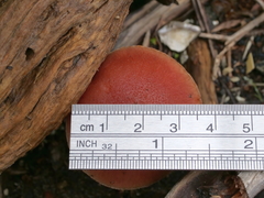 Gymnopilus allantopus