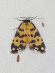 Thallarcha chrysochoa