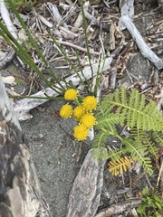 Tanacetum bipinnatum