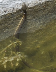 Thamnophis melanogaster