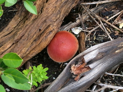 Gymnopilus allantopus