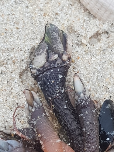 photo of Goose Barnacle (Pollicipes pollicipes)