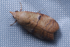 Gyrtothripa pusilla
