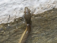 Thamnophis melanogaster