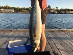 Scomber australasicus