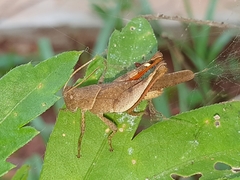 Acrididae