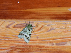 Diphtherocome pulchra