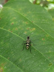 Chlorophorus macaumensis