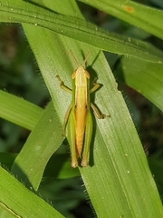 Acrididae