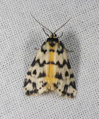 Thallarcha jocularis