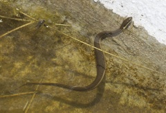 Thamnophis melanogaster