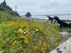 Tanacetum bipinnatum