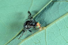 Ceratitis pennitibialis