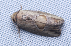 Strotihypera macroplaga