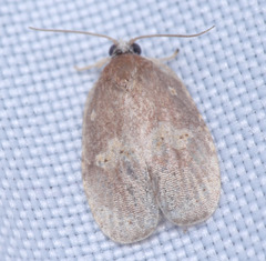 Cnesteboda celligera